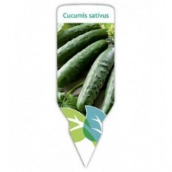 Pepino (Cucumis sativus)