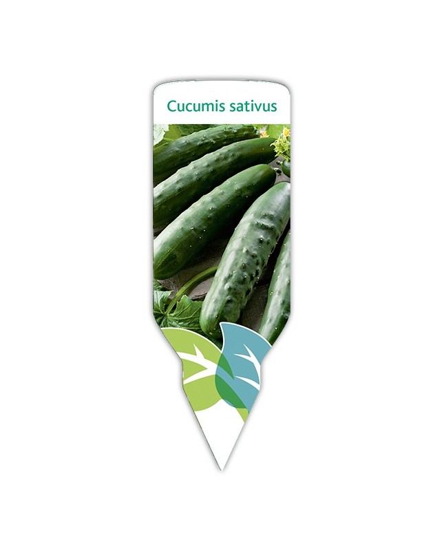 Pepino (Cucumis sativus)