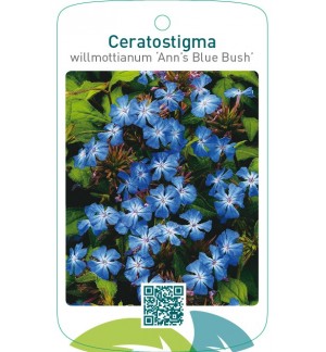Ceratostigma willmottianum ‘Ann’s Blue Bush’