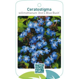 Ceratostigma willmottianum ‘Ann’s Blue Bush’