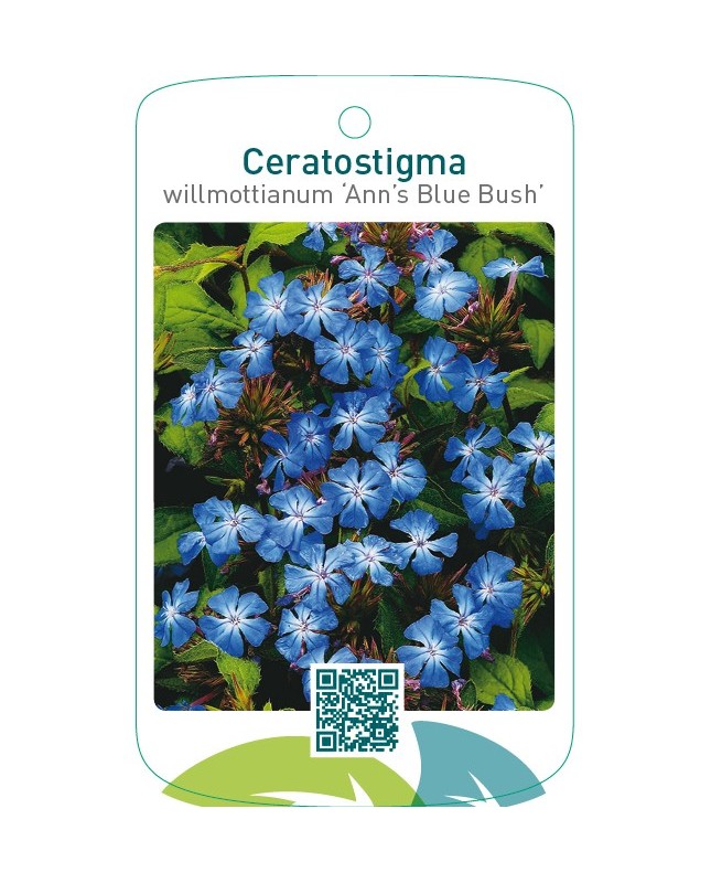 Ceratostigma willmottianum ‘Ann’s Blue Bush’