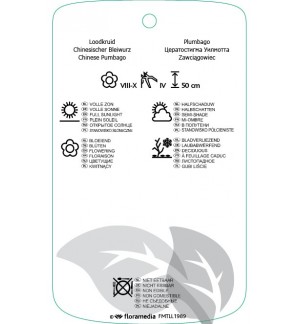 Etichette di Ceratostigma willmottianum ‘Ann’s Blue Bush’ *