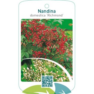 Nandina domestica ‘Richmond’