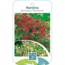 Nandina domestica ‘Richmond’