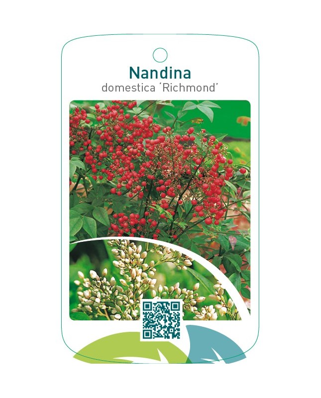 Nandina domestica ‘Richmond’