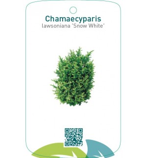 Chamaecyparis lawsoniana ‘Snow White’