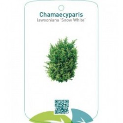 Chamaecyparis lawsoniana ‘Snow White’