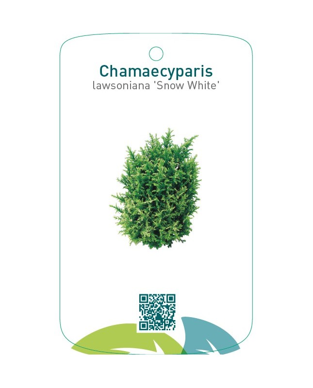 Chamaecyparis lawsoniana ‘Snow White’