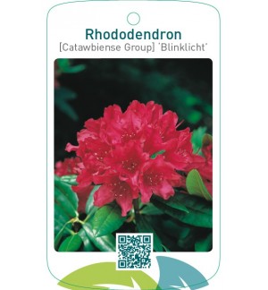 Rhododendron [Catawbiense Group] ‘Blinklicht’