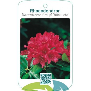 Rhododendron [Catawbiense Group] ‘Blinklicht’