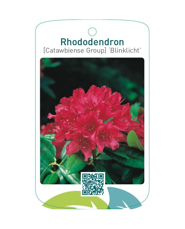 Rhododendron [Catawbiense Group] ‘Blinklicht’