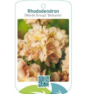 Rhododendron [Wardii Group] ‘Belkanto’