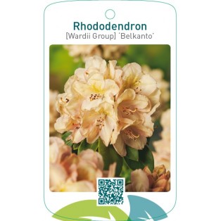 Rhododendron [Wardii Group] ‘Belkanto’