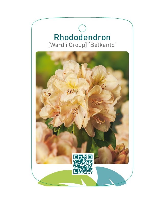 Rhododendron [Wardii Group] ‘Belkanto’