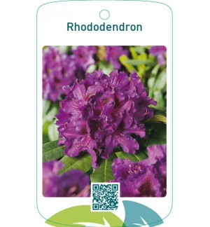 Rhododendron  paars