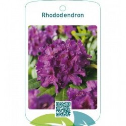 Rhododendron  paars