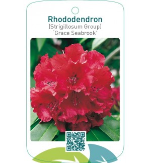 Rhododendron [Strigillosum Group] ‘Grace Seabrook’