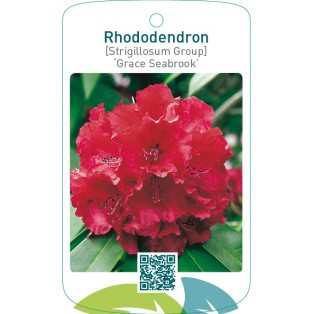 Rhododendron [Strigillosum Group] ‘Grace Seabrook’