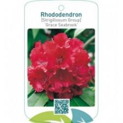 Rhododendron [Strigillosum Group] ‘Grace Seabrook’