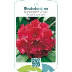 Rhododendron [Strigillosum Group] ‘Grace Seabrook’