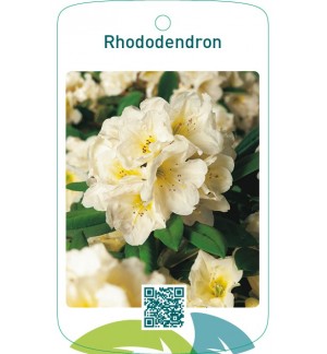 Rhododendron lichtgeel