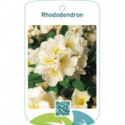 Rhododendron lichtgeel
