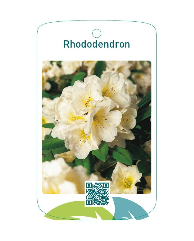 Rhododendron lichtgeel