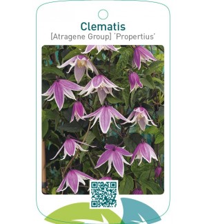 Clematis [Atragene Group] ‘Propertius’