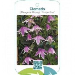 Clematis [Atragene Group] ‘Propertius’