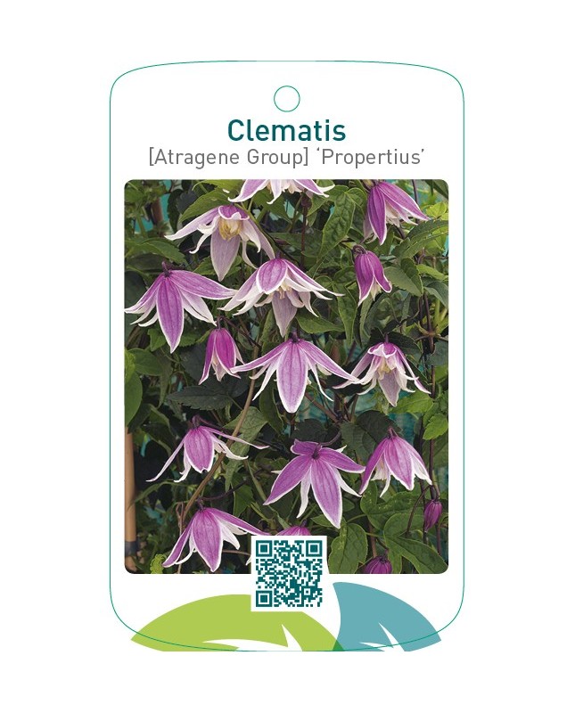 Clematis [Atragene Group] ‘Propertius’
