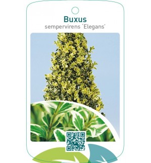 Buxus sempervirens ‘Elegans’ pyramide