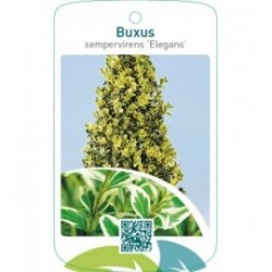 Buxus sempervirens ‘Elegans’ pyramide