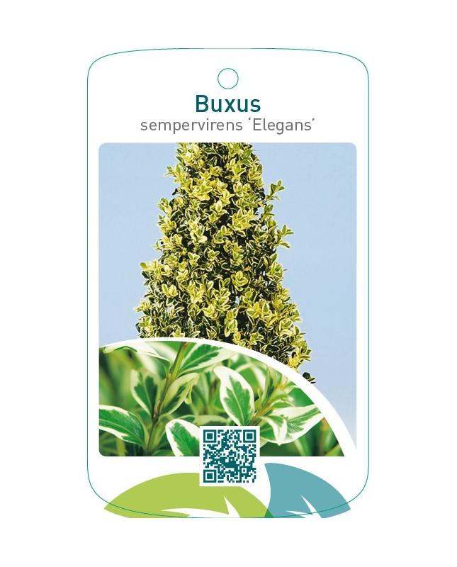 Buxus sempervirens ‘Elegans’ pyramide
