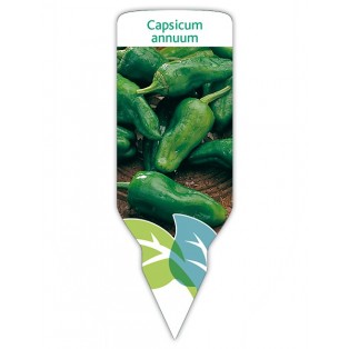 Pimiento de Padrón (Capsicum annuum)