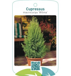 Cupressus macrocarpa ‘Wilma’