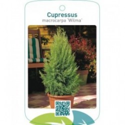 Cupressus macrocarpa ‘Wilma’