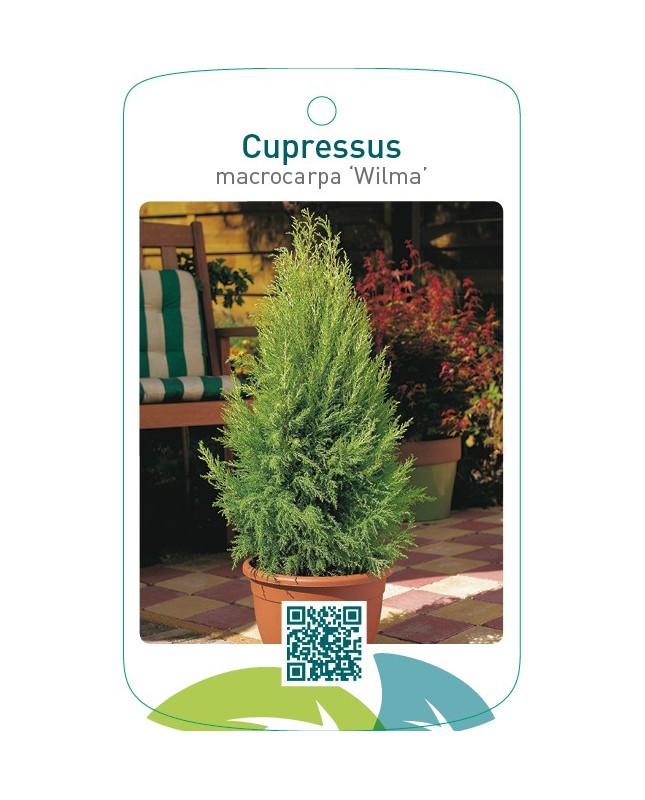 Cupressus macrocarpa ‘Wilma’