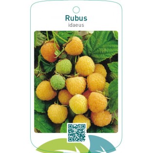Rubus idaeus  geel