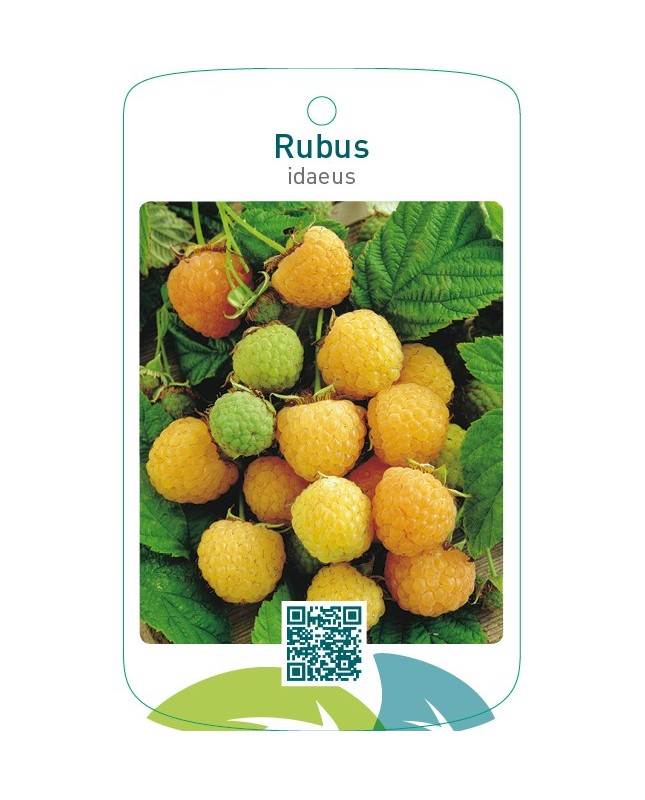 Rubus idaeus  geel