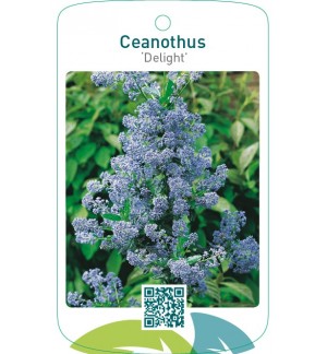 Ceanothus ‘Delight’