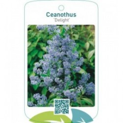Ceanothus ‘Delight’