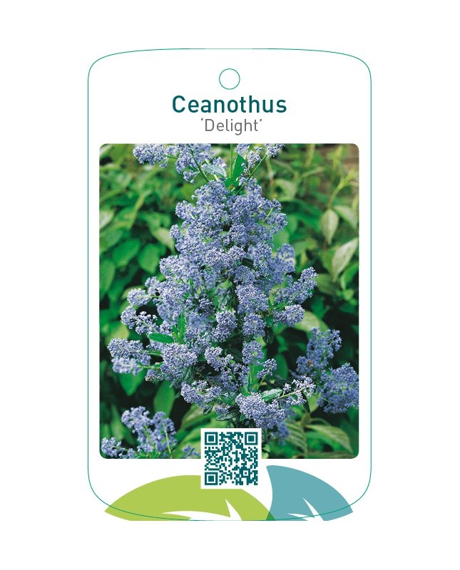 Ceanothus ‘Delight’