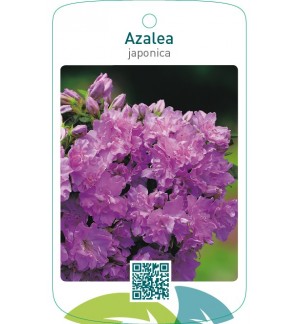 Azalea japonica  lila