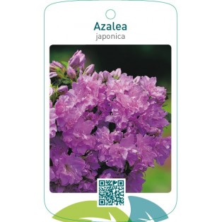 Azalea japonica  lila