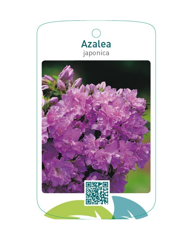 Etiquetas de Azalea japonica lila *
