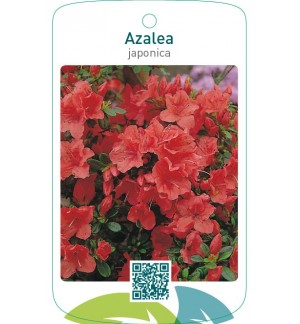 Azalea japonica  oranje