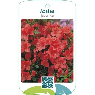 Azalea japonica  oranje