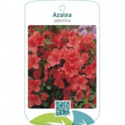 Azalea japonica  oranje