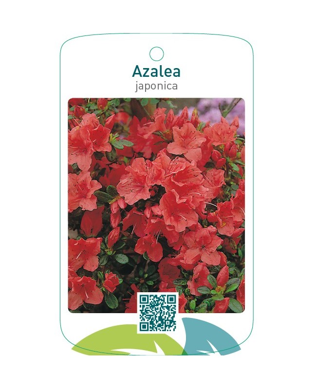 Azalea japonica  oranje