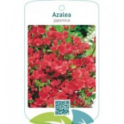 Azalea japonica  rood